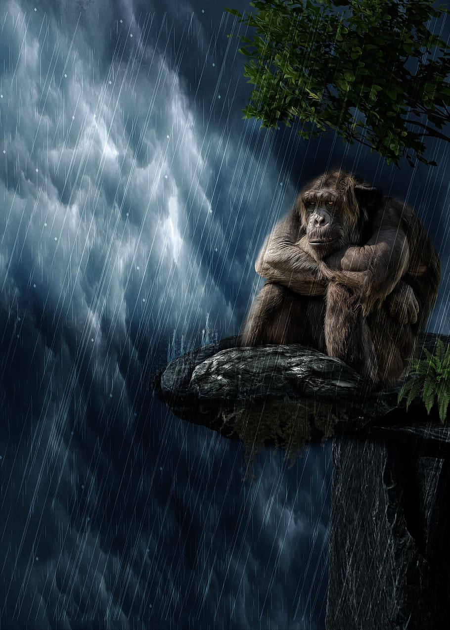 Gorilla Under Rain Art Wallpaper