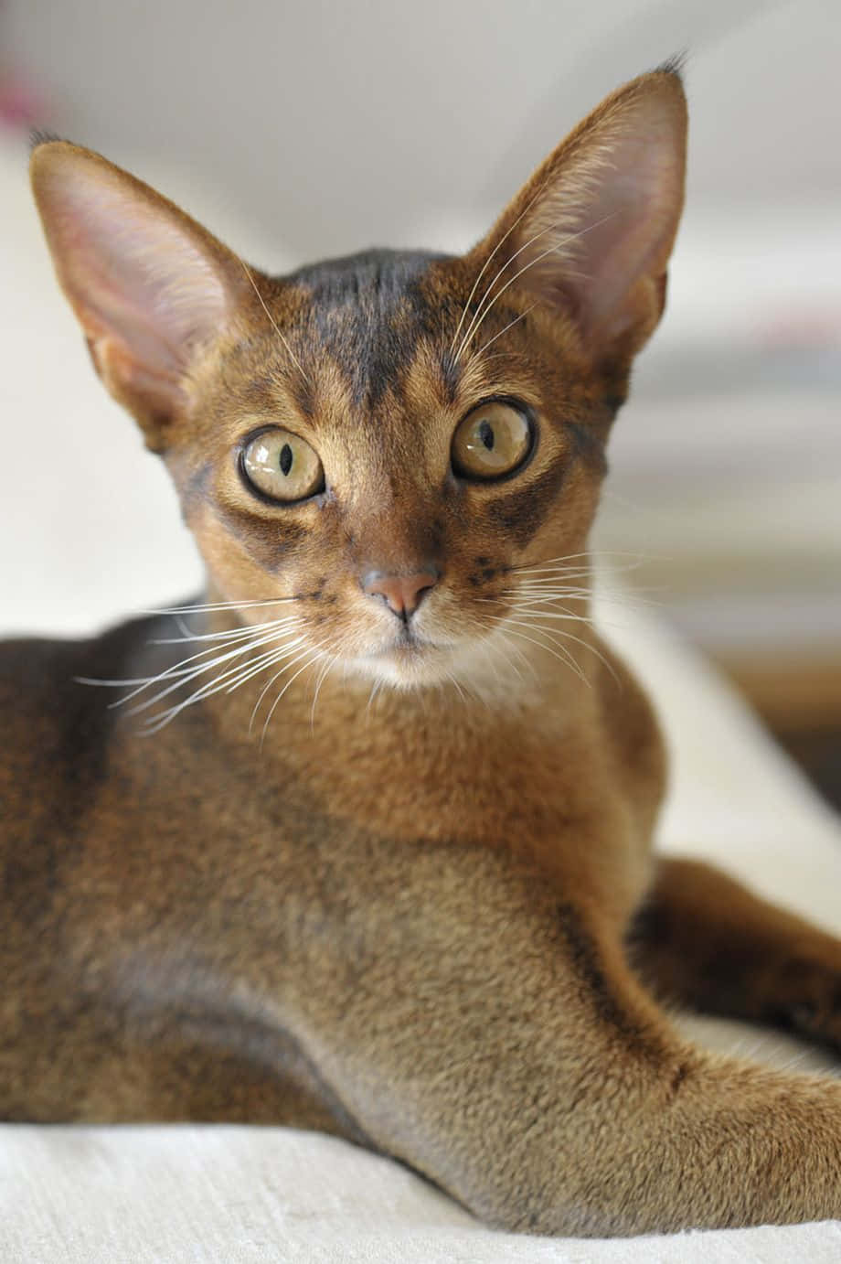 Graceful Abyssinian Cat Posing For The Camera Wallpaper