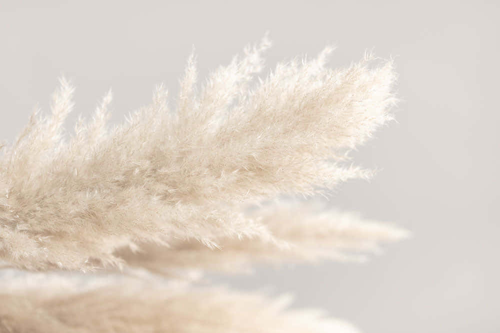 Graceful And Elegant Pampas Grass Wallpaper