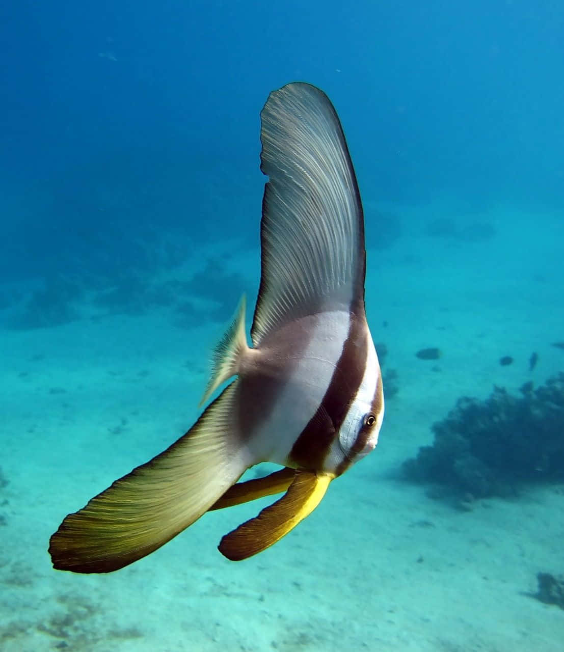 Graceful Batfish Swimming Underwater.jpg Wallpaper