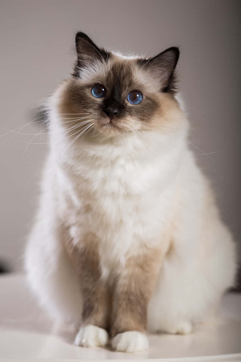 Graceful Birman Cat Posing For A Portrait Wallpaper