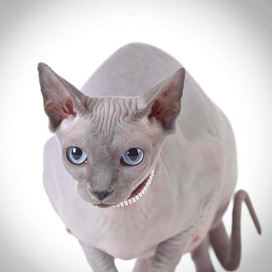 Graceful Canadian Sphynx Cat Posing For The Camera Wallpaper