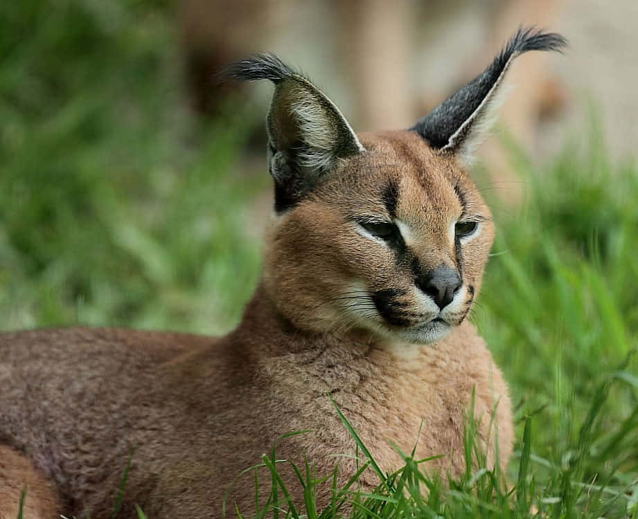 Graceful Caracal In Its Natural Habitat Wallpaper