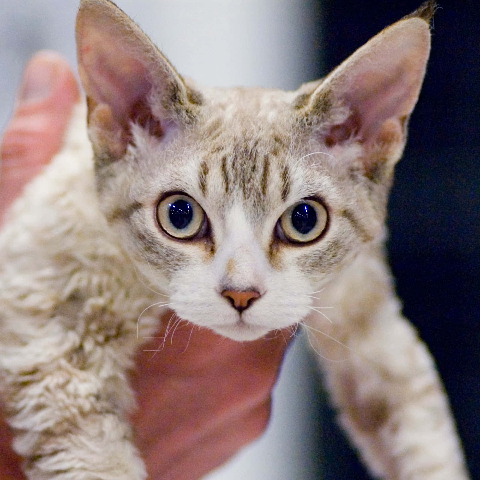 Graceful Devon Rex Cat In A Relaxed Pose Wallpaper