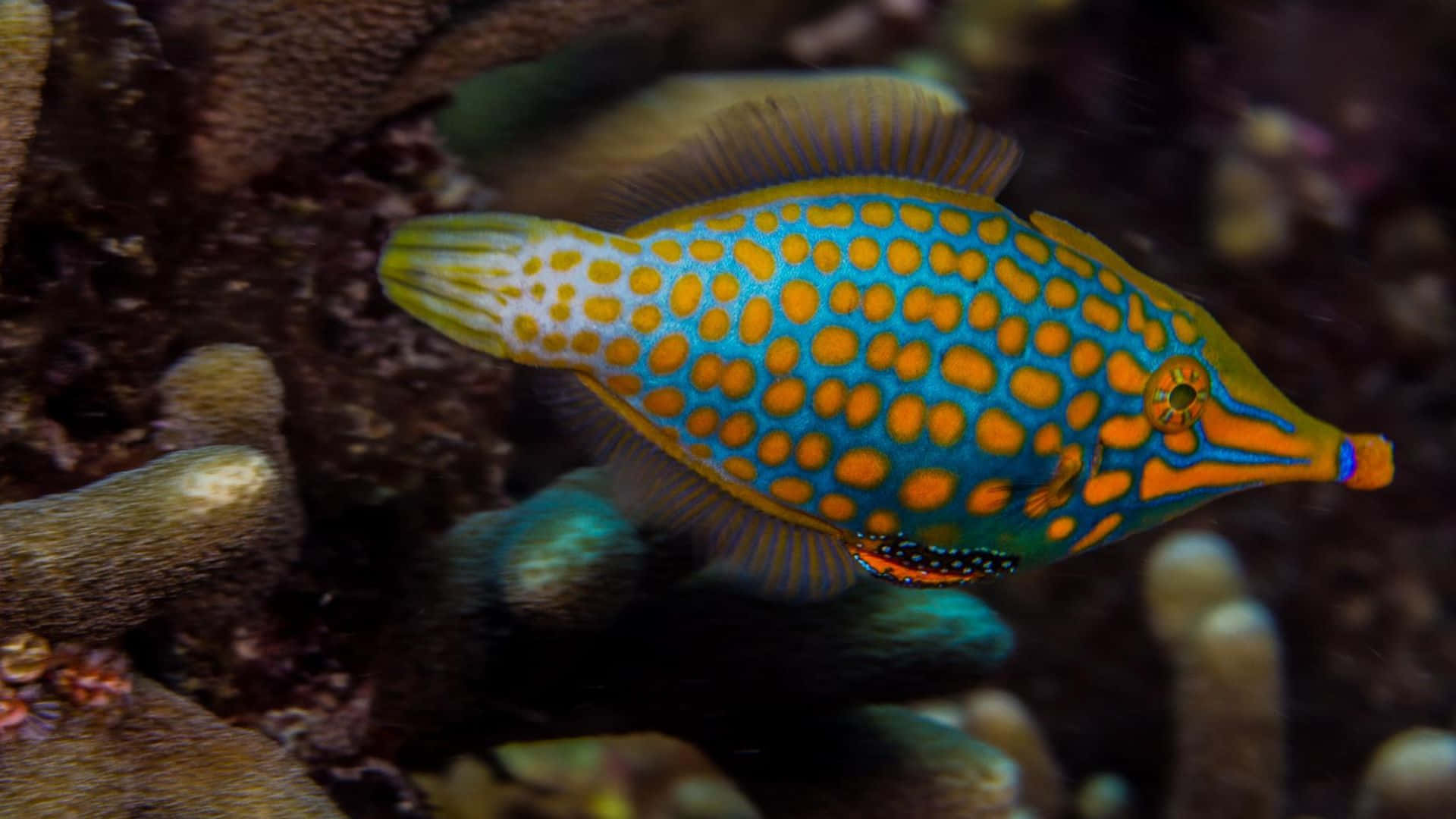 Graceful Filefish Swimming Underwater Wallpaper