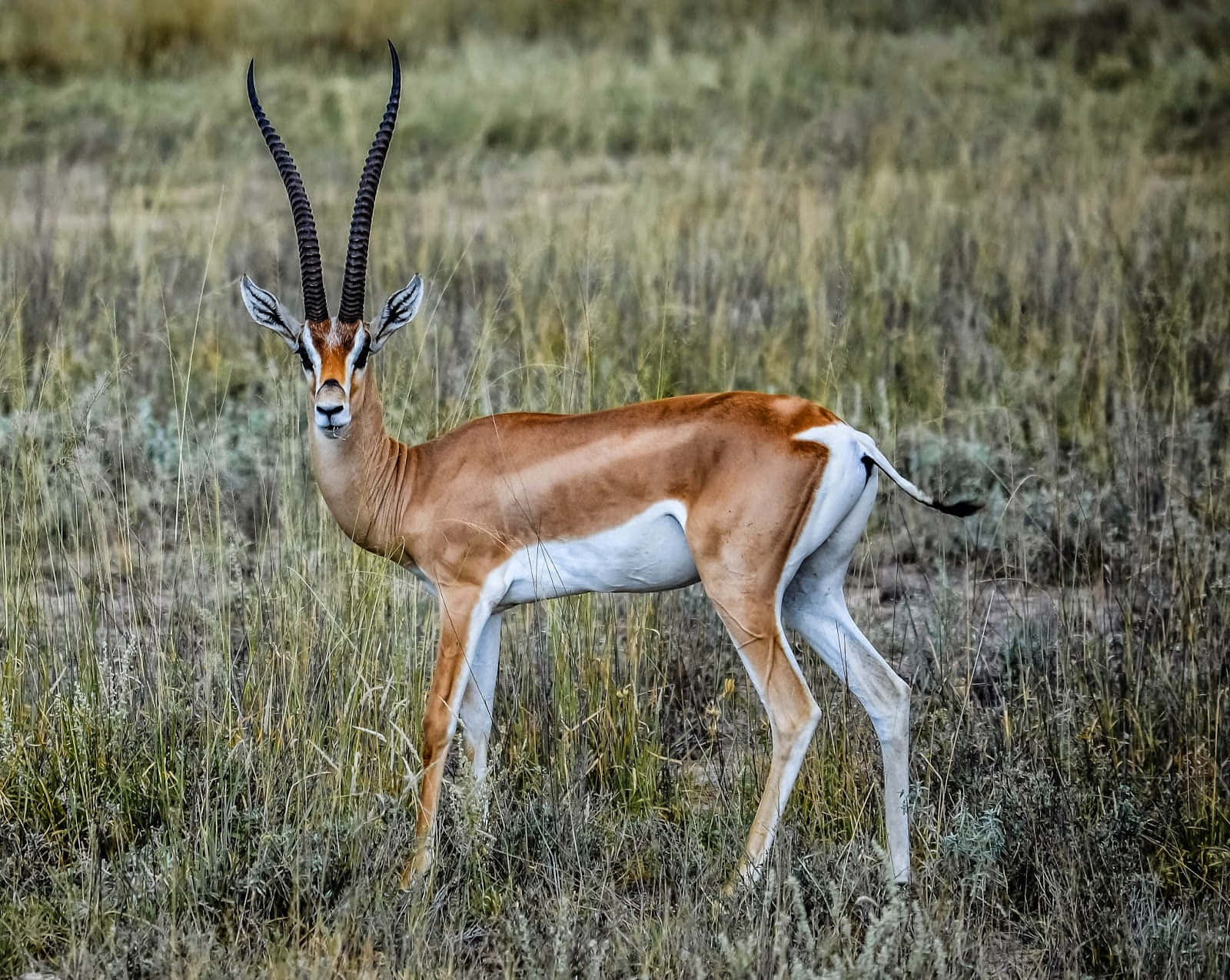 Graceful Gazellein Grassland.jpg Wallpaper