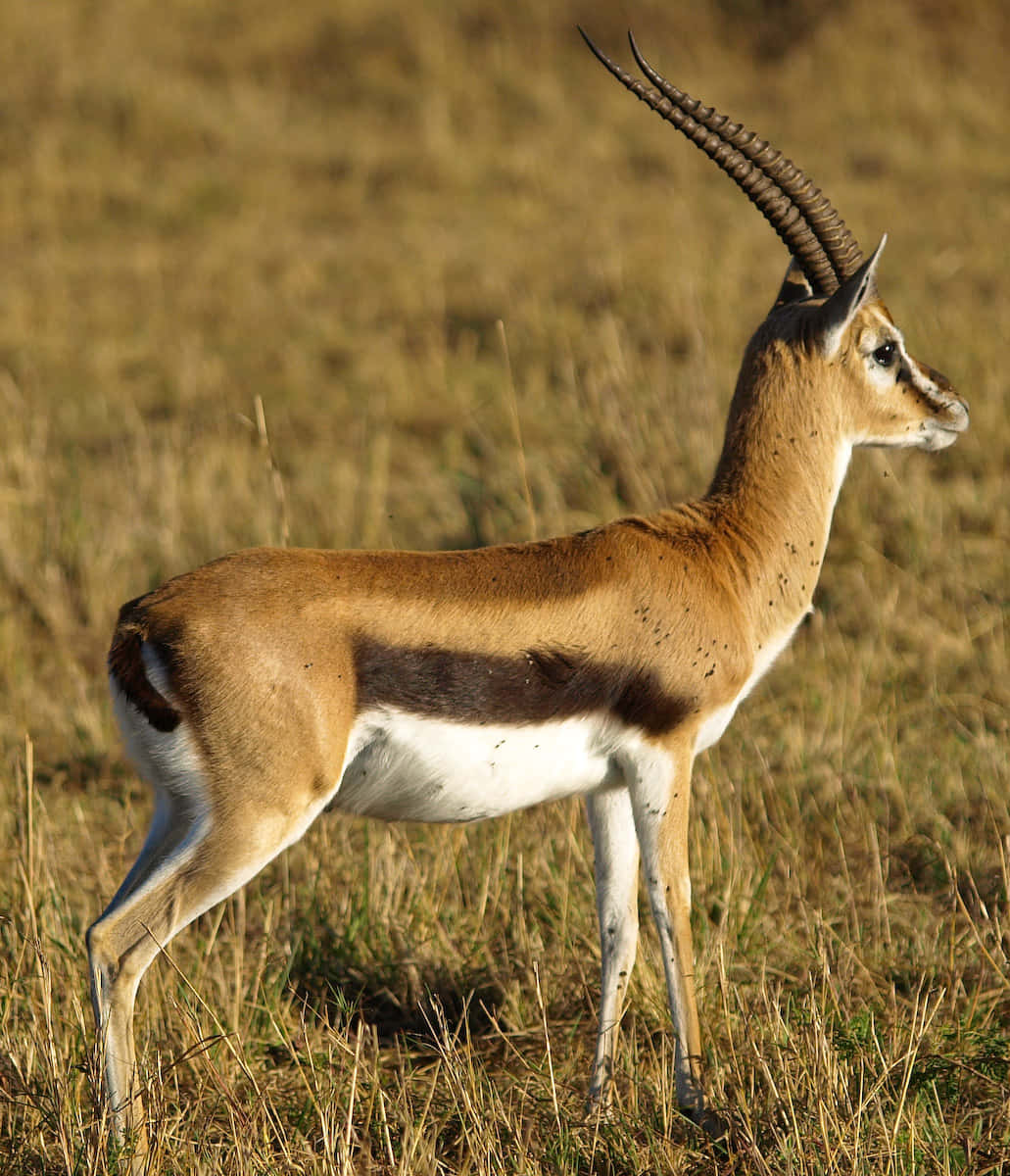 Graceful Gazellein Grassland.jpg Wallpaper