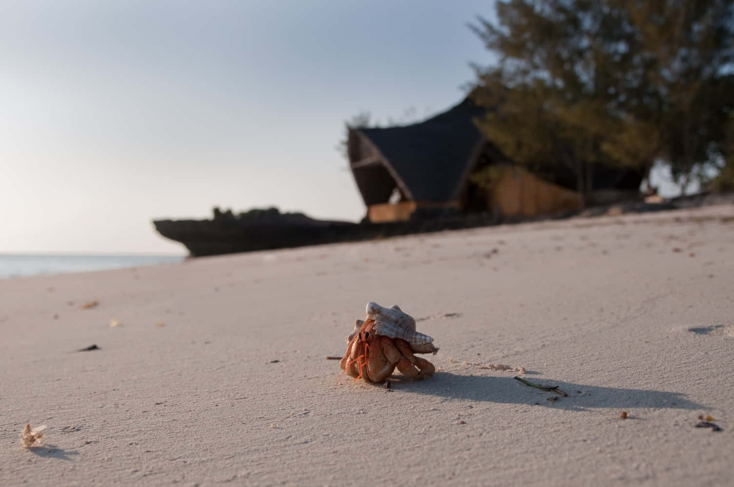 Graceful Hermit Crab In Vibrant Natural Habitat Wallpaper