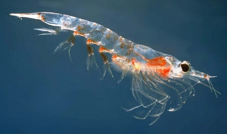 Graceful Krill Dancing In The Deep Blue Ocean Wallpaper