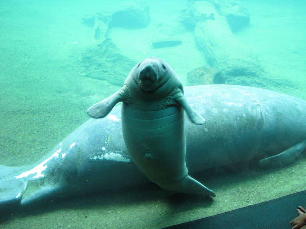 Graceful Manatee Gliding In Crystal-clear Waters Wallpaper