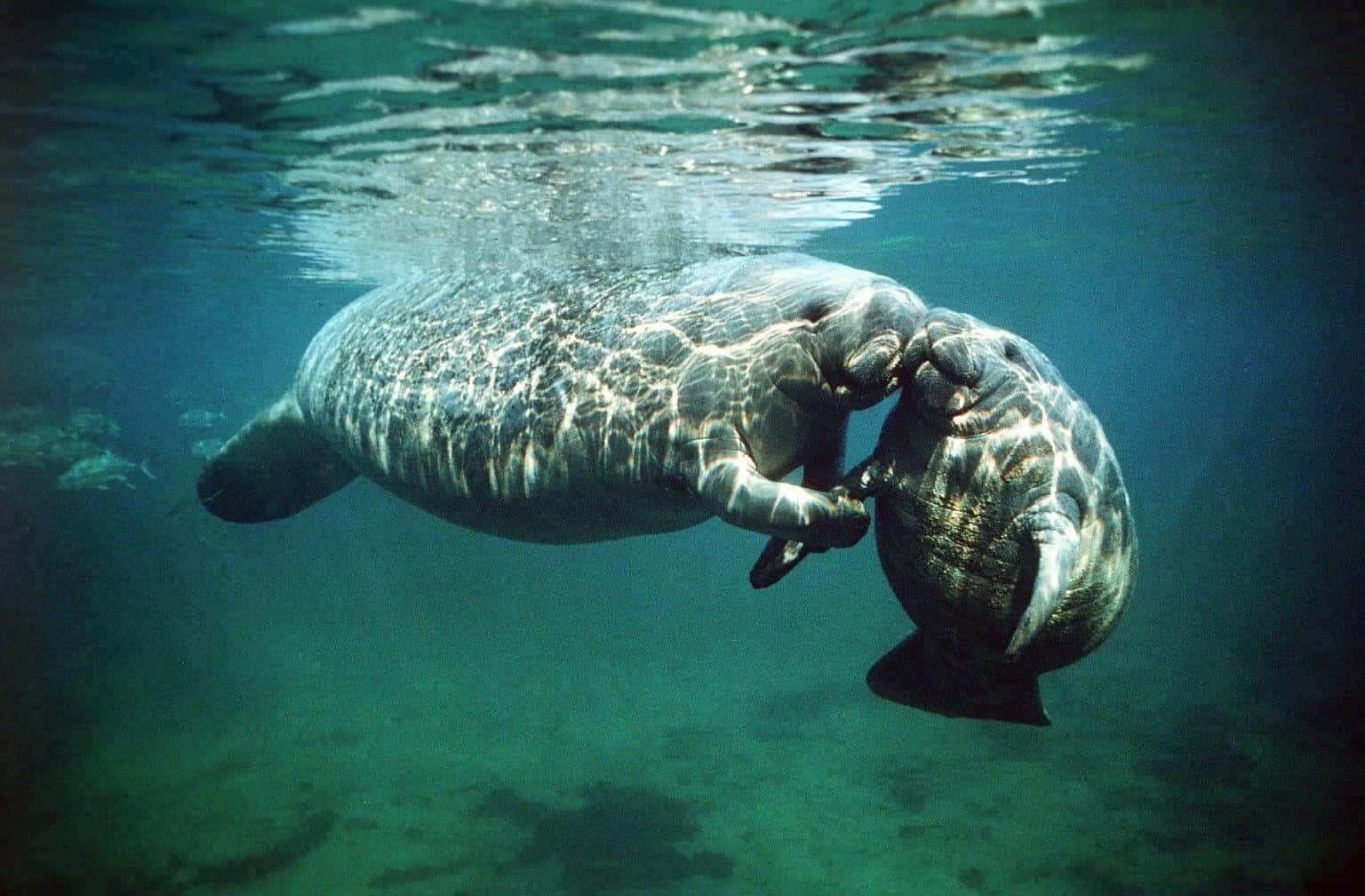 Graceful Manatee Gliding Through Tranquil Waters Wallpaper