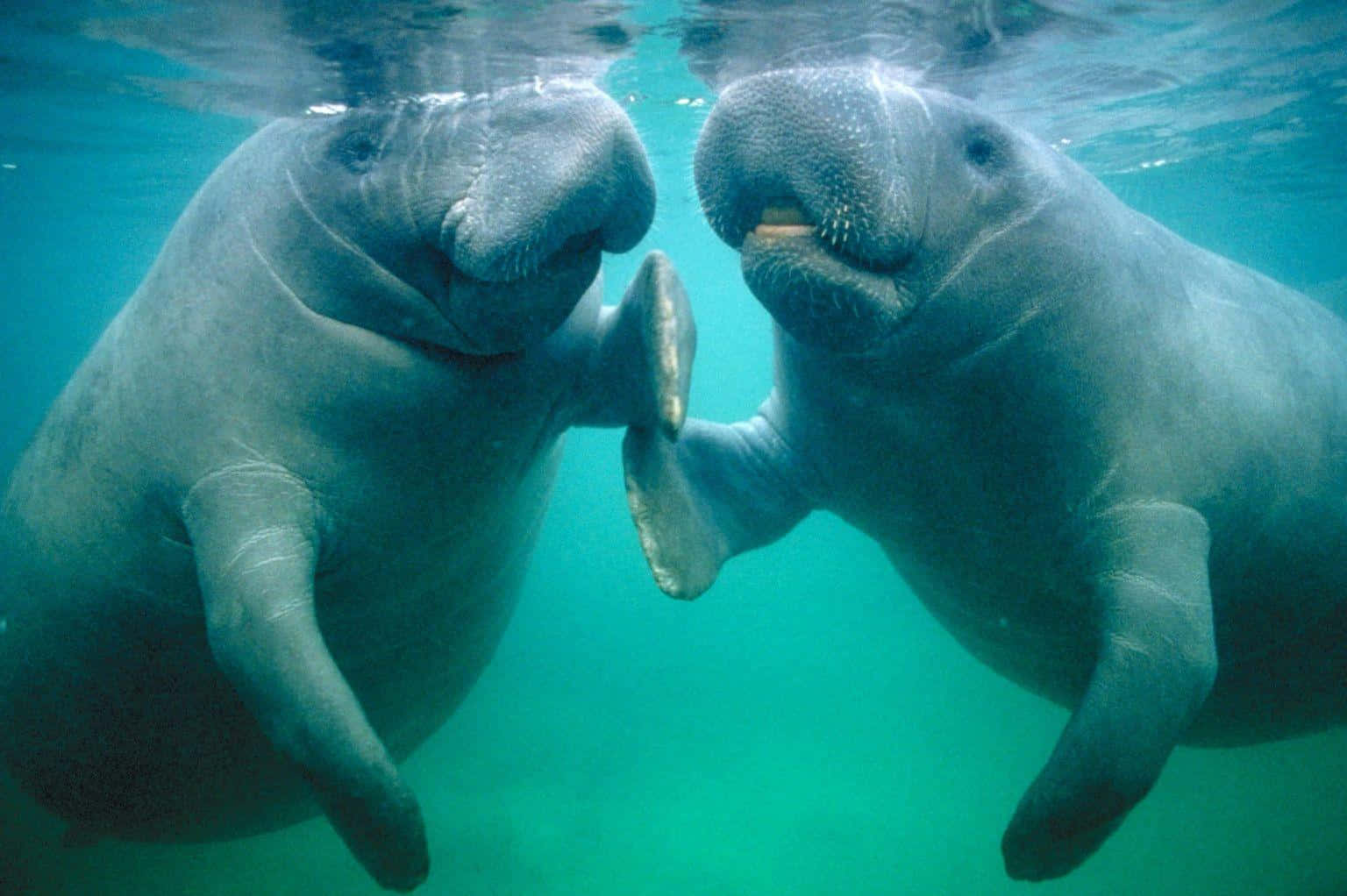 Graceful Manatee Swimming In Clear Waters Wallpaper