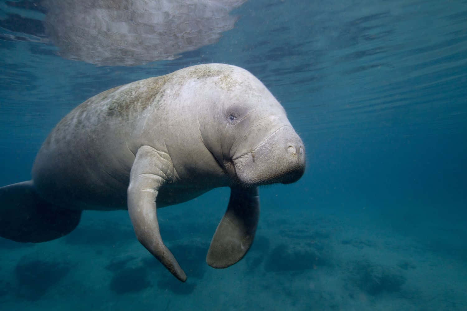 Graceful_ Manatee_ Underwater.jpg Wallpaper