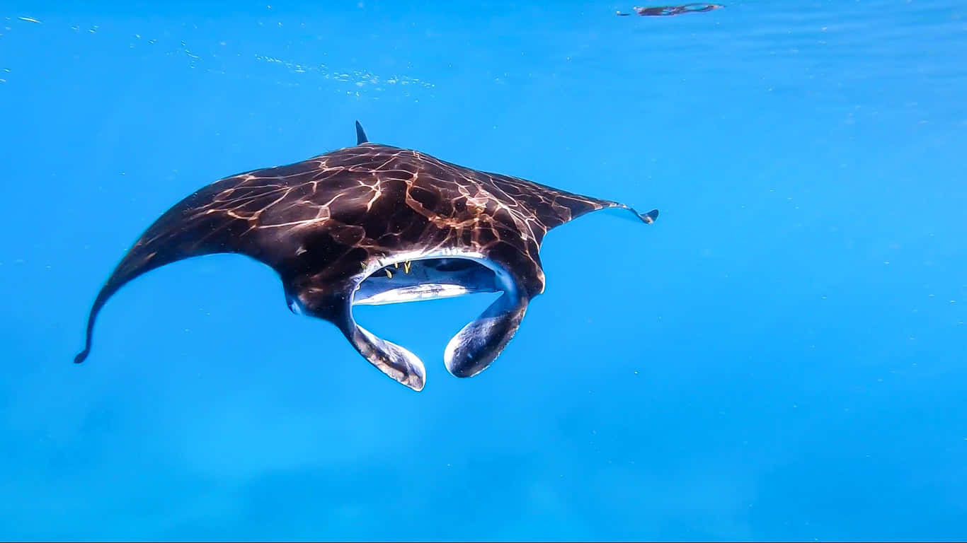 Graceful Manta Ray Swimming Under The Sea Wallpaper