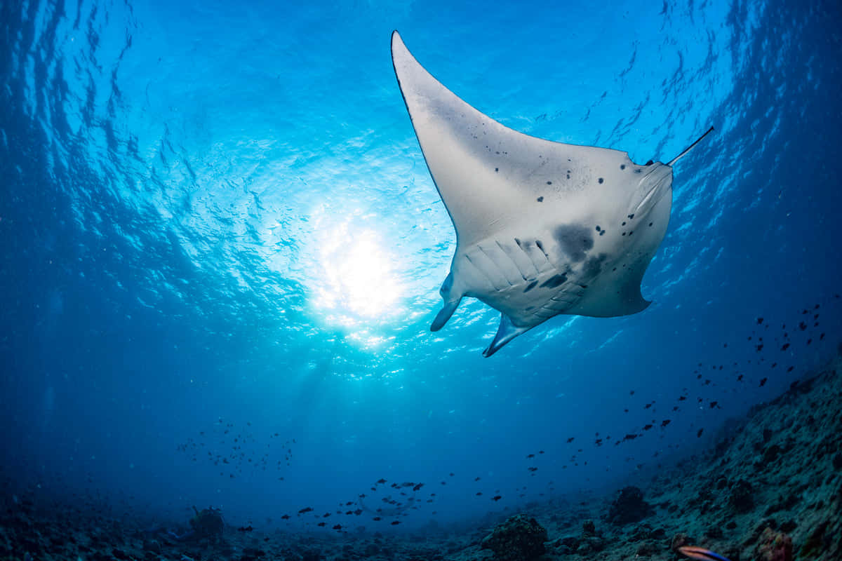 Graceful Manta Ray Under Deep Blue Sea Wallpaper