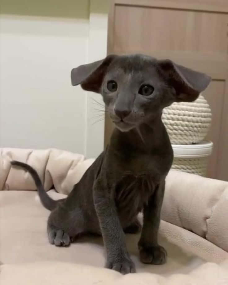 Graceful Oriental Shorthair Cat Posing In A Studio Wallpaper