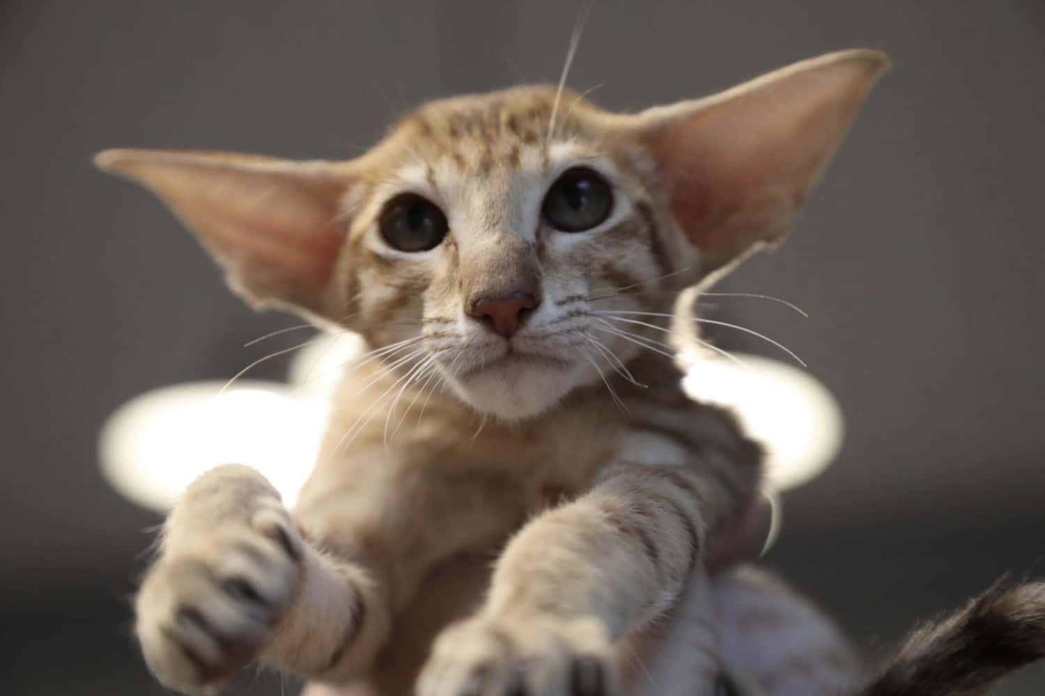 Graceful Oriental Shorthair Cat Resting On A White Sofa Wallpaper