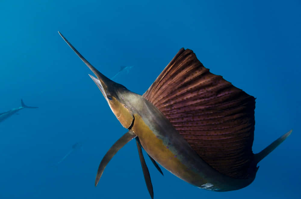 Graceful Sailfish Swimming In The Deep Blue Sea Wallpaper