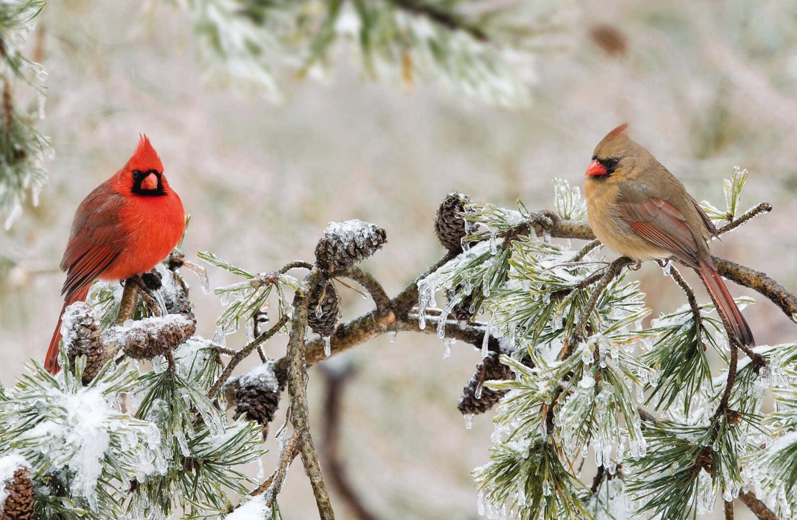 Graceful Snow Bird In Winter Wonderland Wallpaper