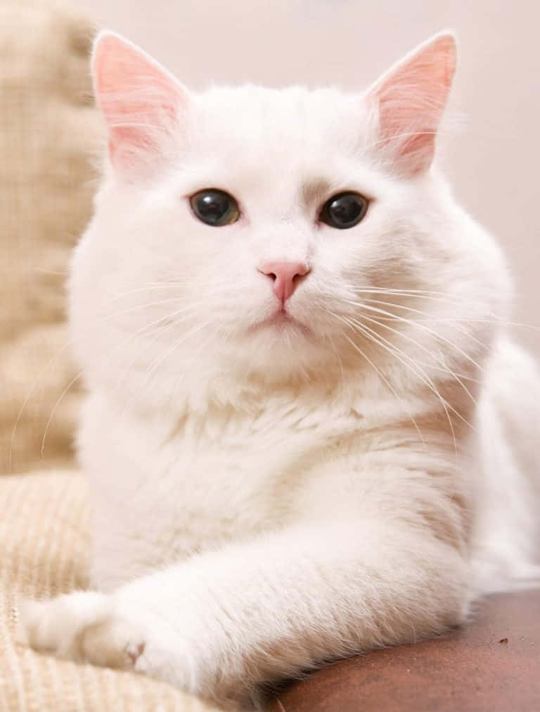 Graceful Turkish Angora Cat Posing Elegantly Wallpaper