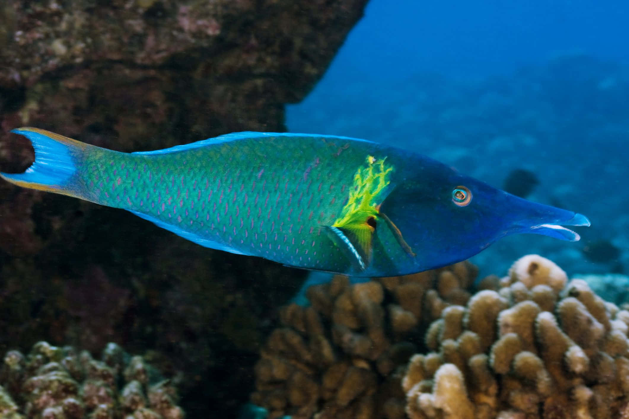 Graceful Wrasse Swimming Underwater Wallpaper