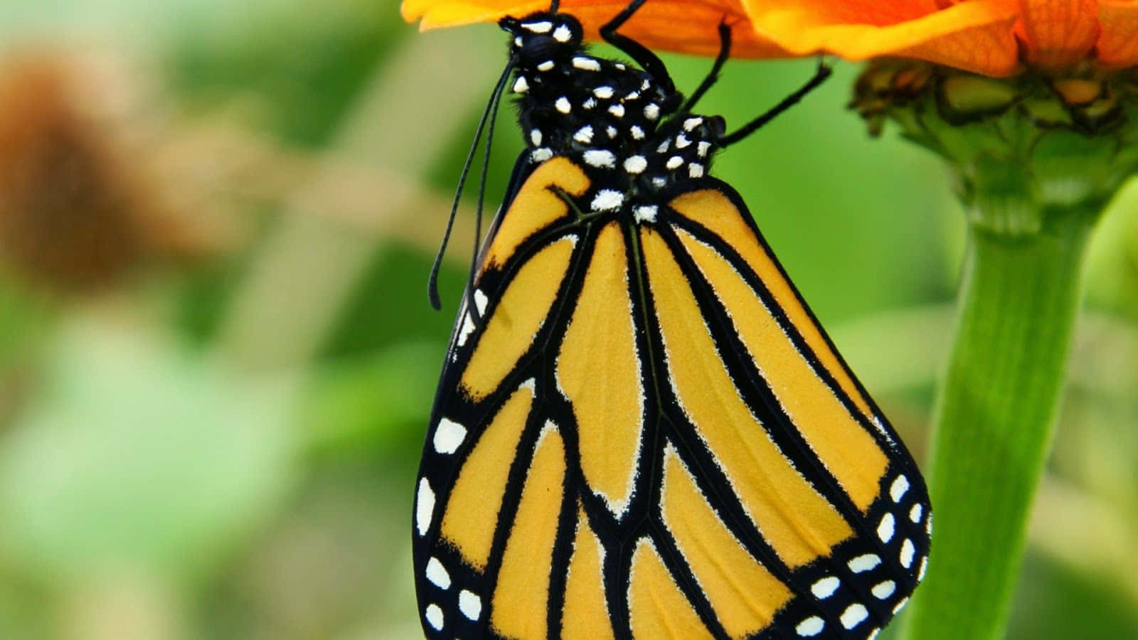 Graceful Yellow Butterfly On A Green Leaf Wallpaper