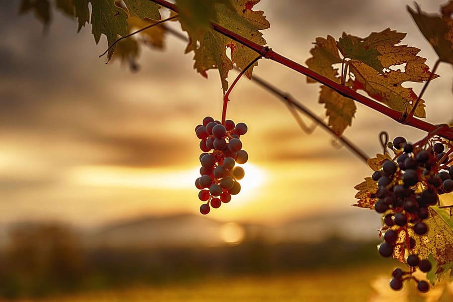 Grape Tree During Sunset Wallpaper