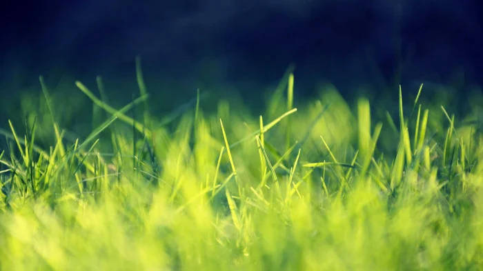 Grass Facebook Cover Wallpaper