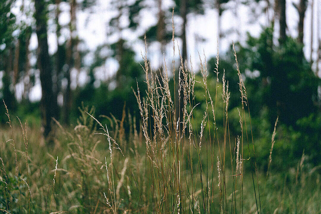 Grass Field High Quality Desktop Wallpaper