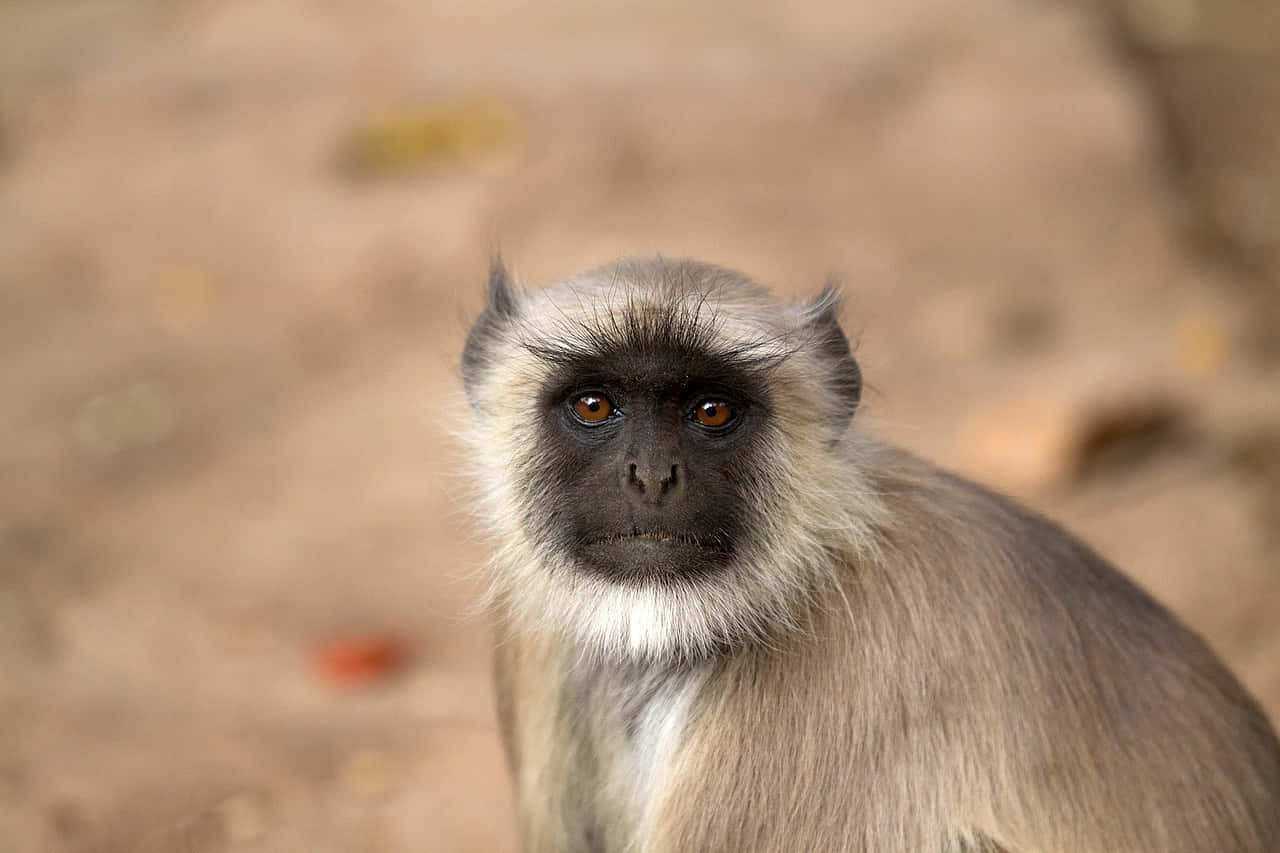 Gray Langur Portrait.jpg Wallpaper