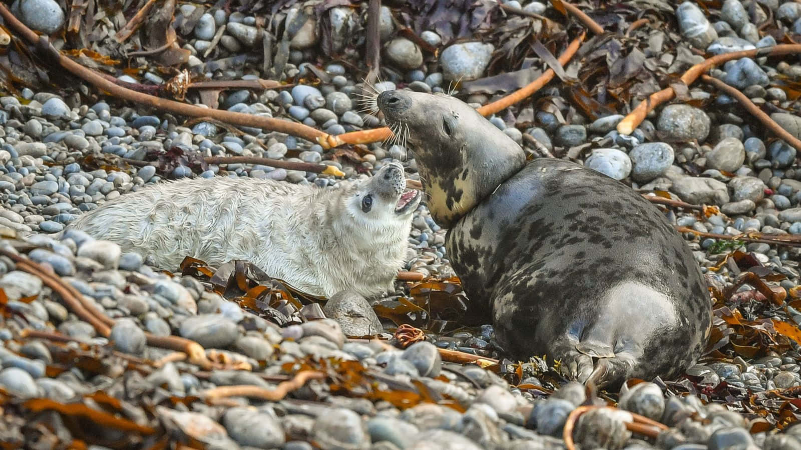 Gray Seal Motherand Pup Wallpaper