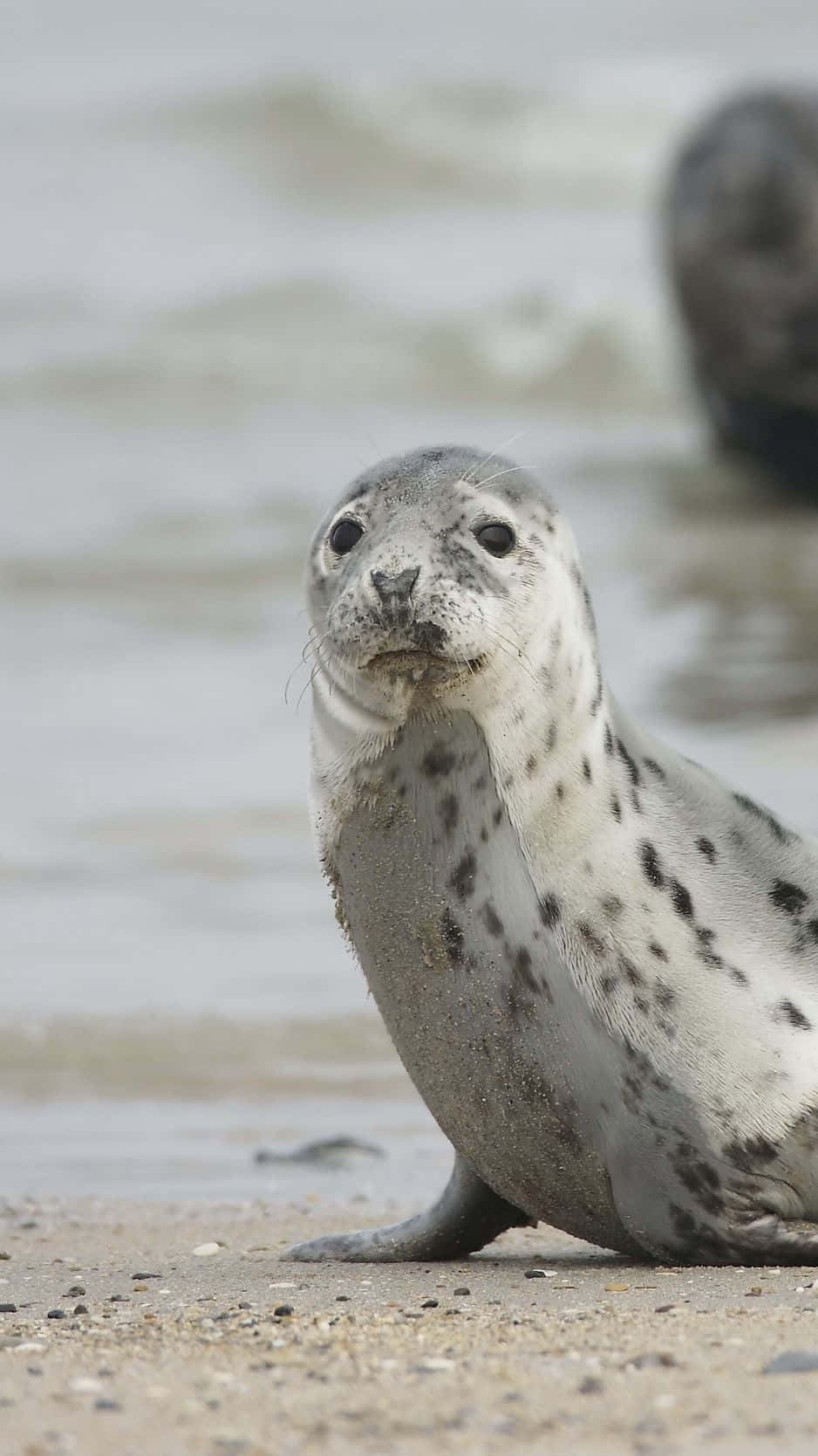 Gray Seal On Sandy Beach Wallpaper