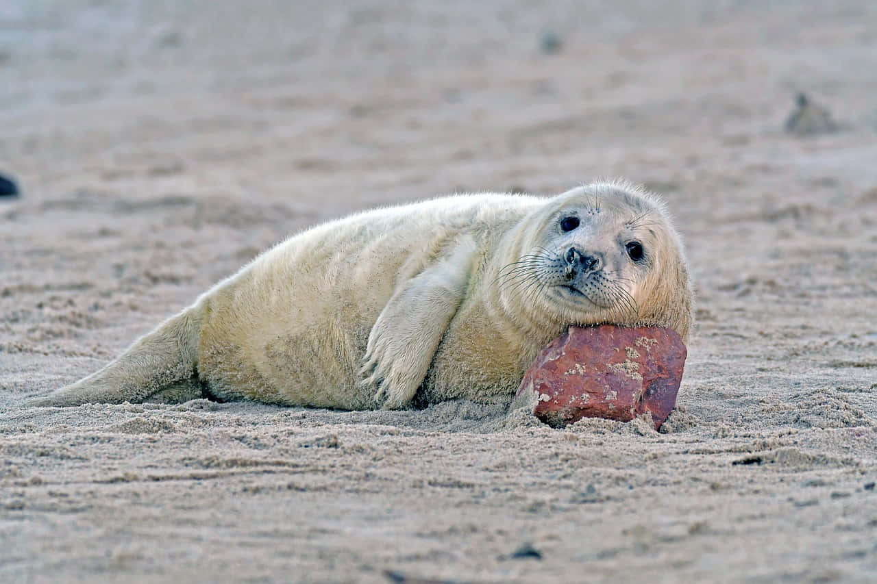 Gray Seal Pup Restingon Beach.jpg Wallpaper