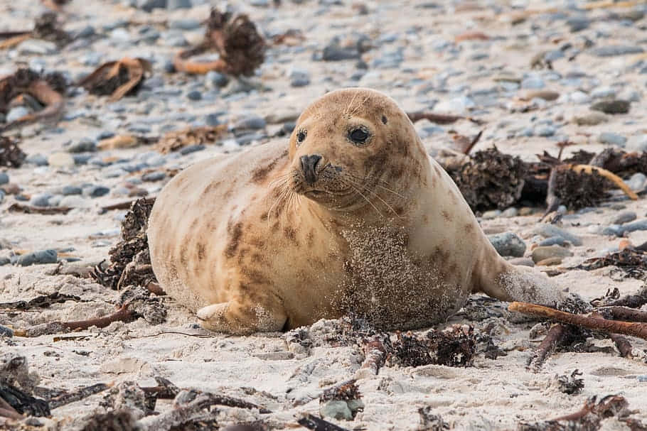 Gray Seal Restingon Beach Wallpaper