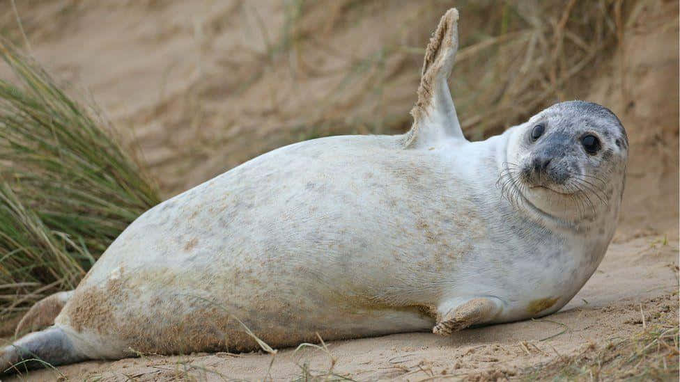 Gray Seal Restingon Sand Wallpaper