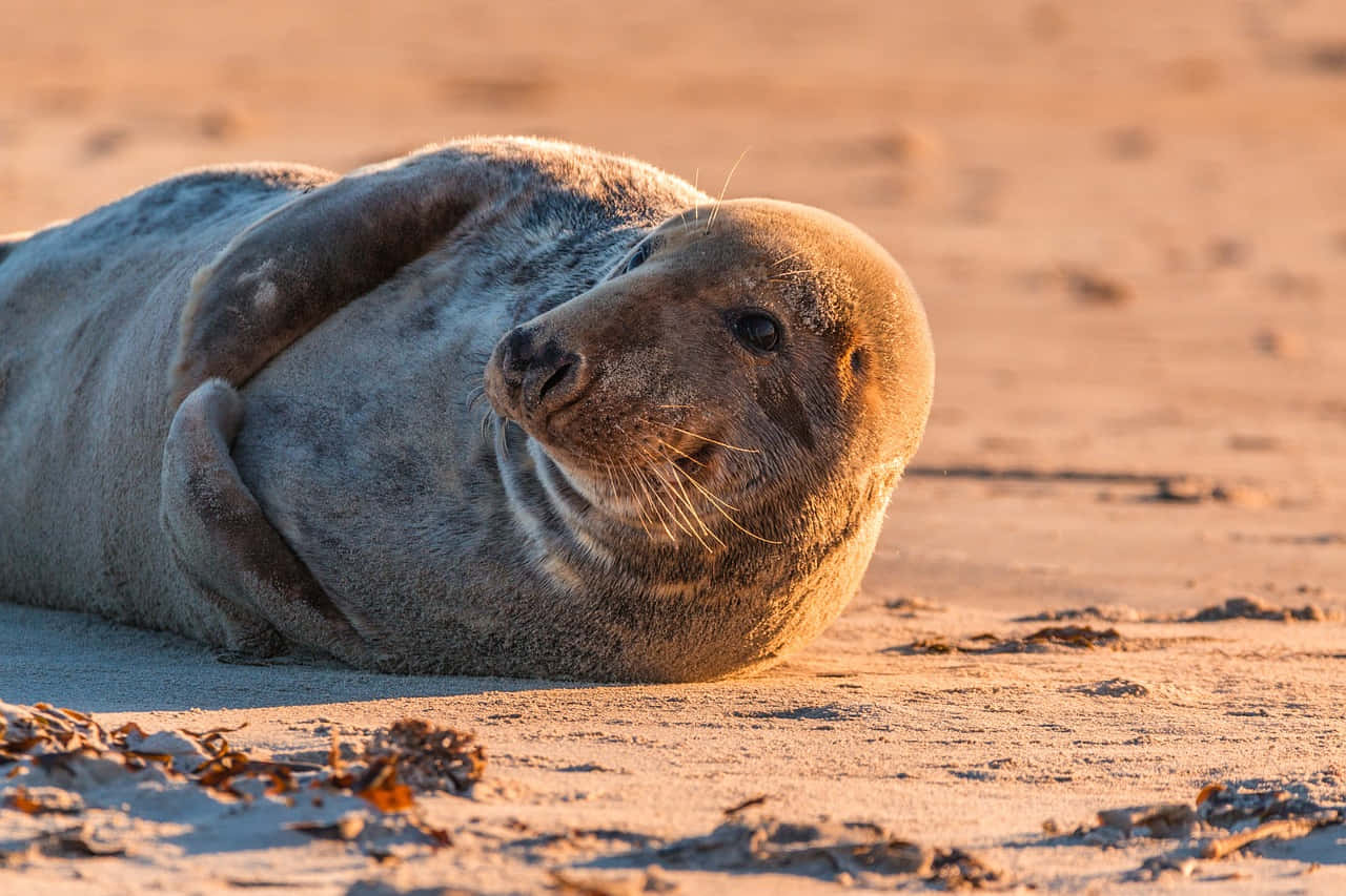 Gray Seal Restingon Sandy Beach Wallpaper