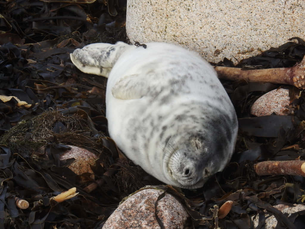 Gray Seal Restingon Shoreline.jpg Wallpaper