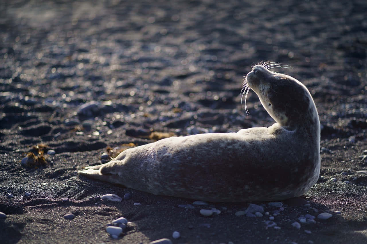 Gray Seal Sunbathingon Beach Wallpaper