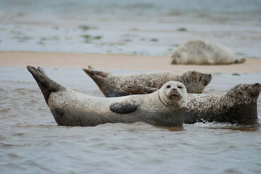 Gray Seals Restingon Sandbar Wallpaper