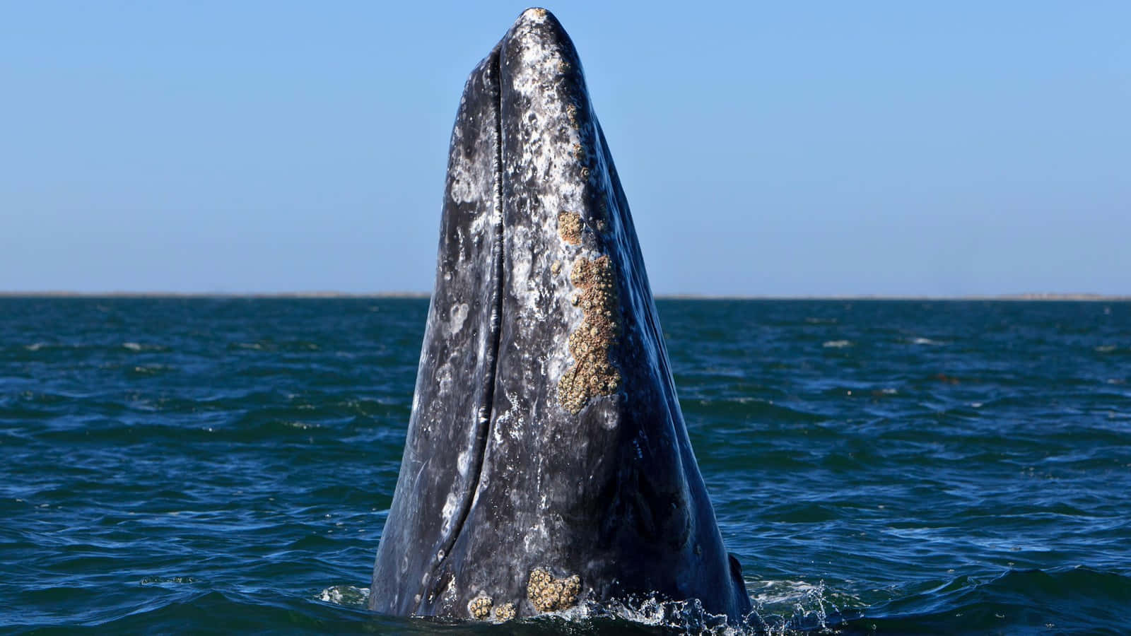 Gray Whale Spyhopping Wallpaper