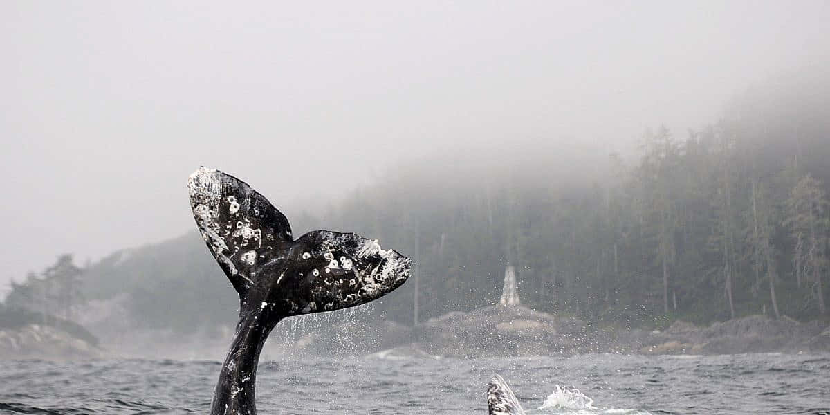 Gray Whale Tail Emerging From Water Wallpaper