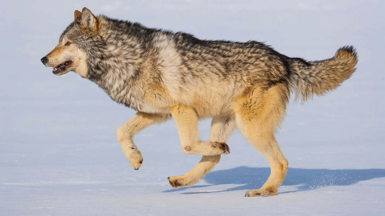 Gray Wolf In A Peaceful Forest Wallpaper