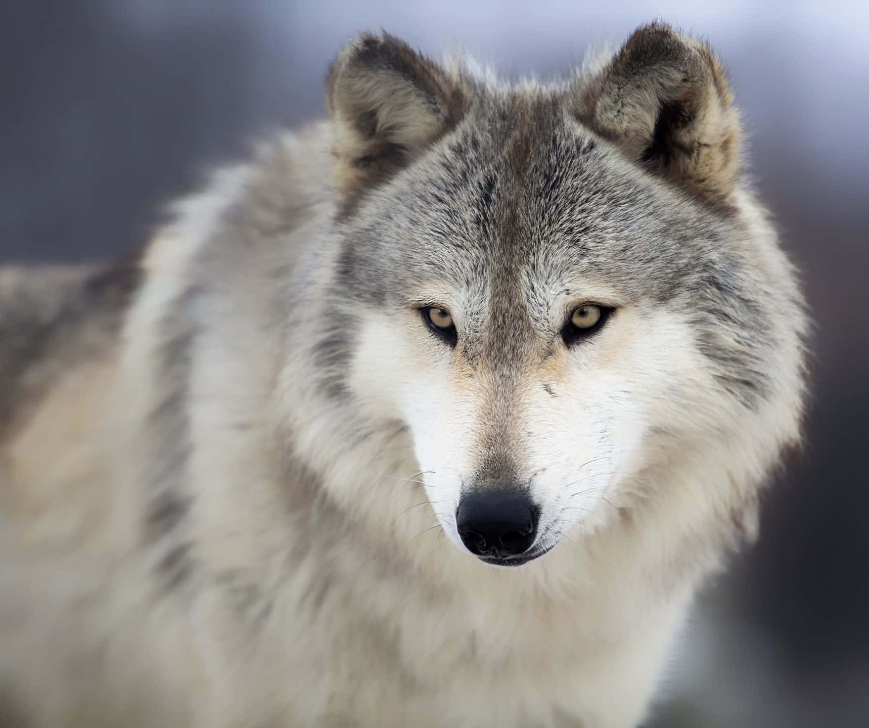 Gray Wolf In The Wilderness Wallpaper