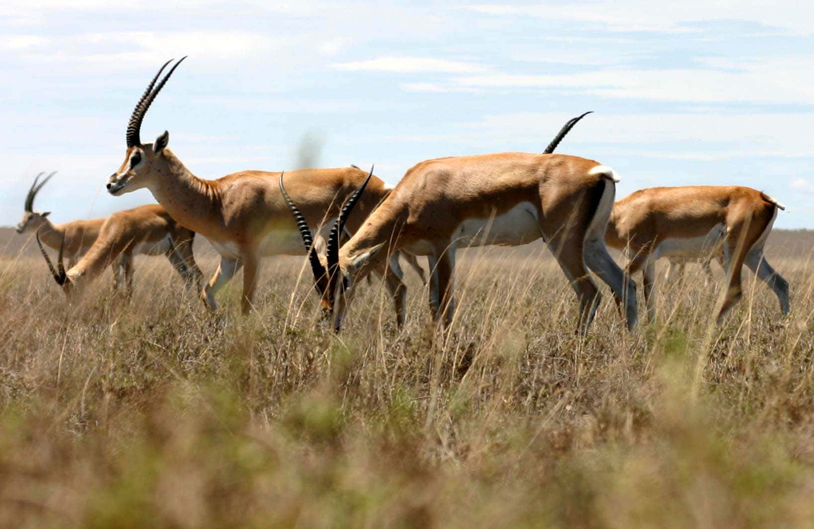 Grazing Gazellesin Savannah Wallpaper