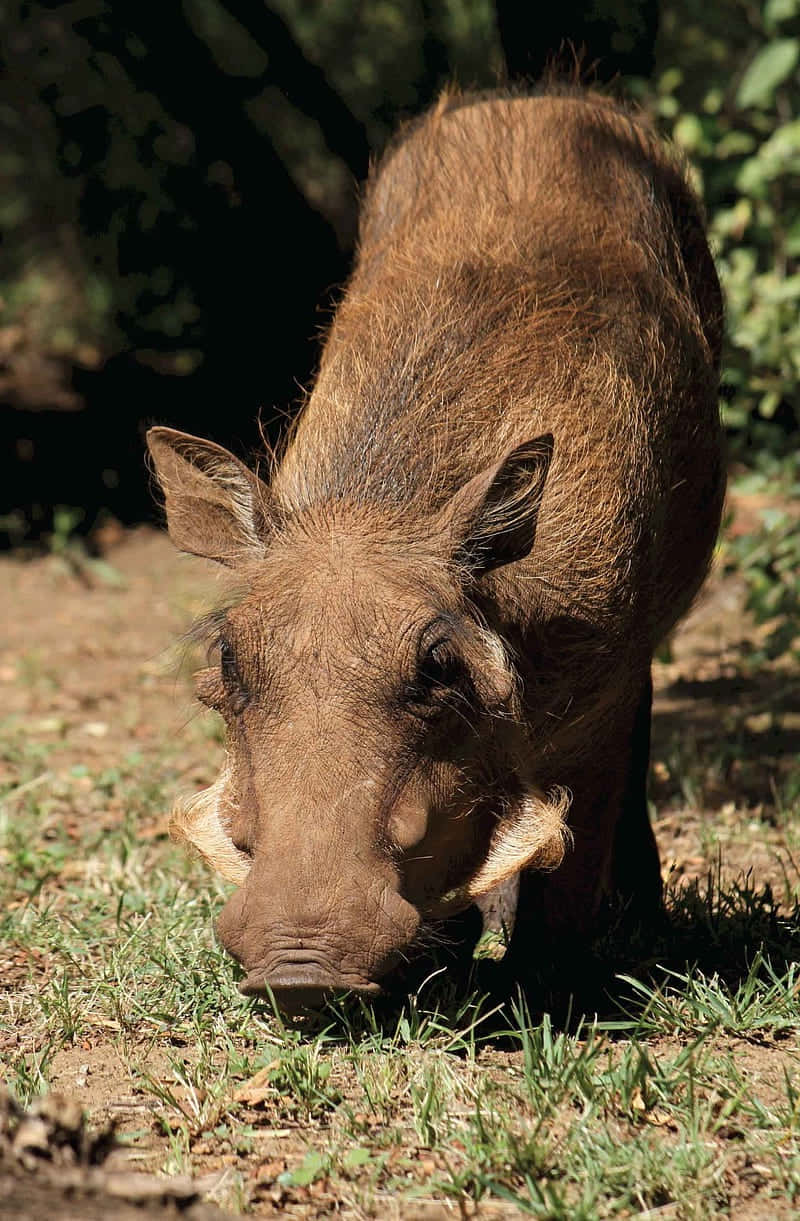 Grazing Warthogin Sunlight Wallpaper