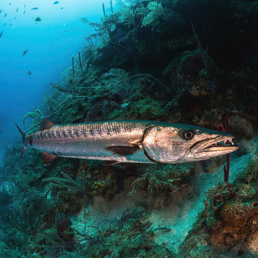 Great_ Barracuda_ Underwater Wallpaper