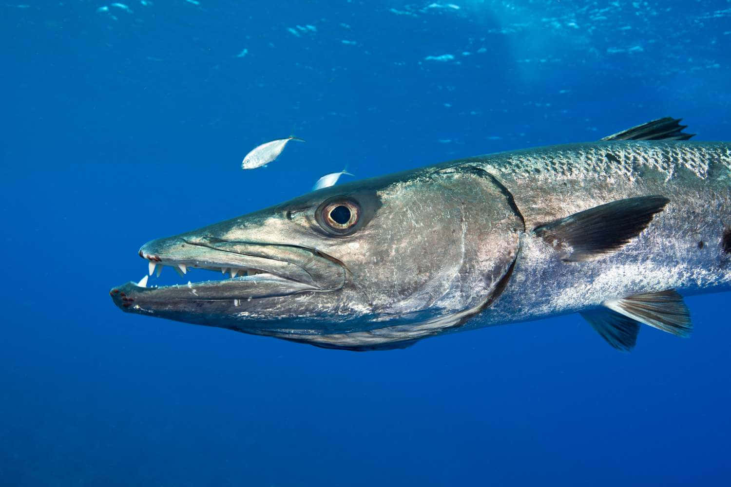 Great Barracuda Underwater Wallpaper