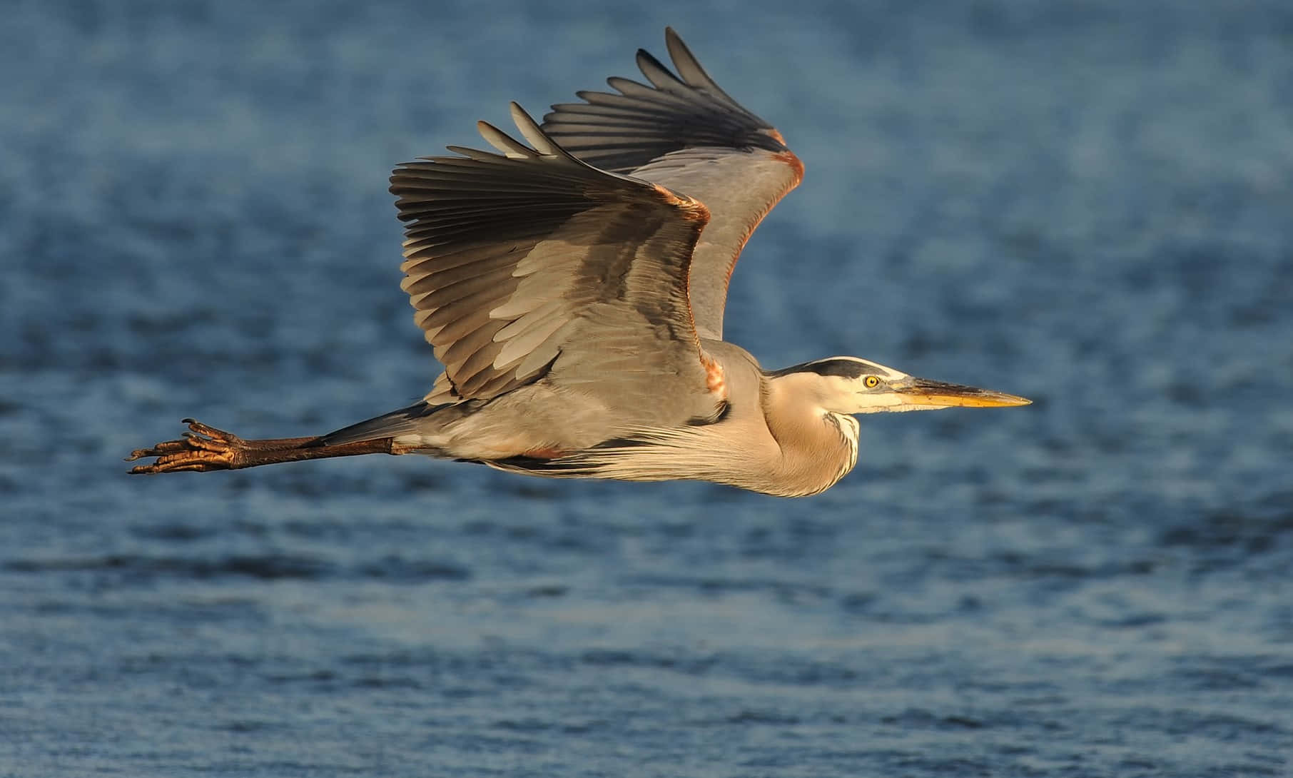 Great_ Blue_ Heron_ In_ Flight.jpg Wallpaper