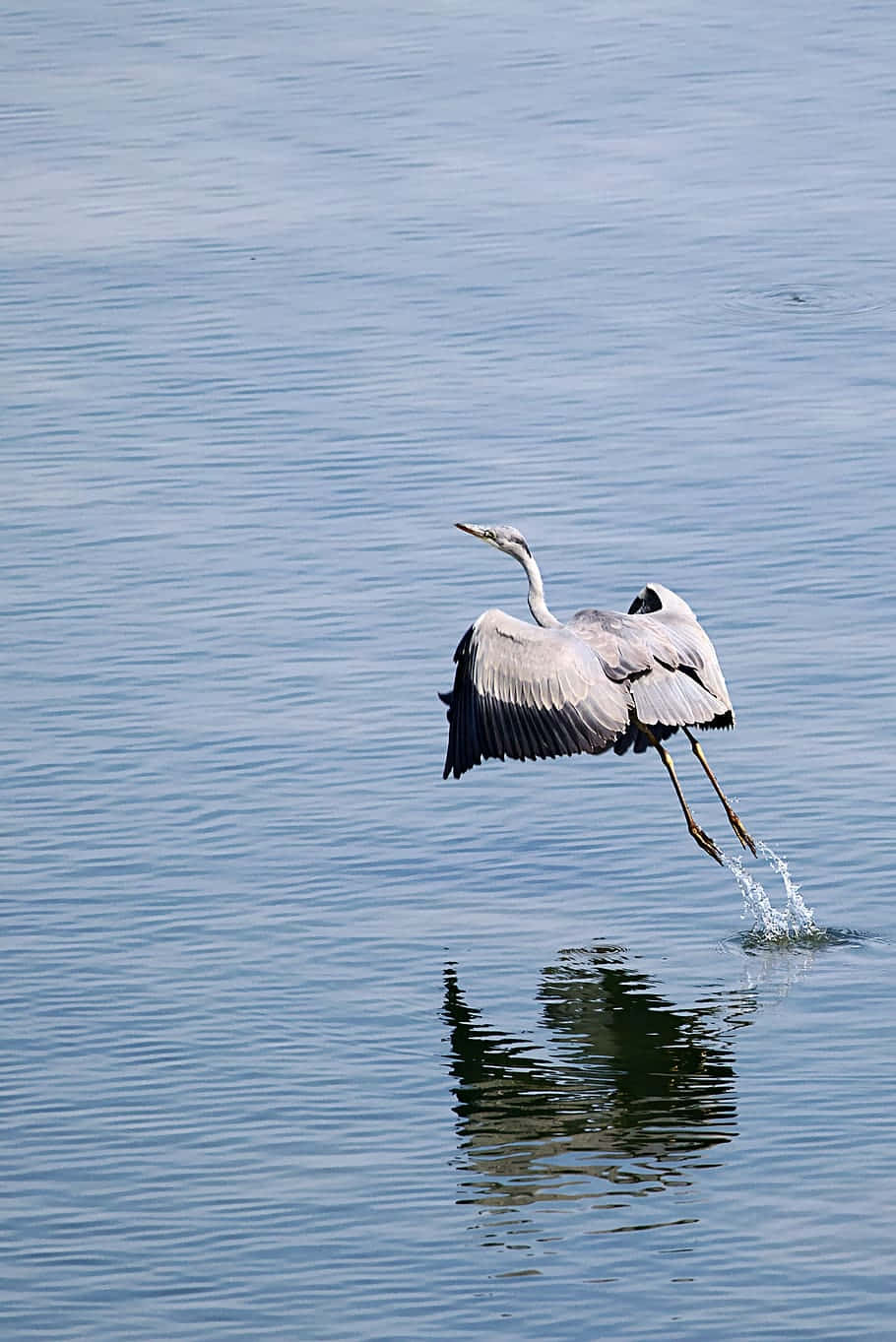 Great_ Blue_ Heron_ Taking_ Flight Wallpaper