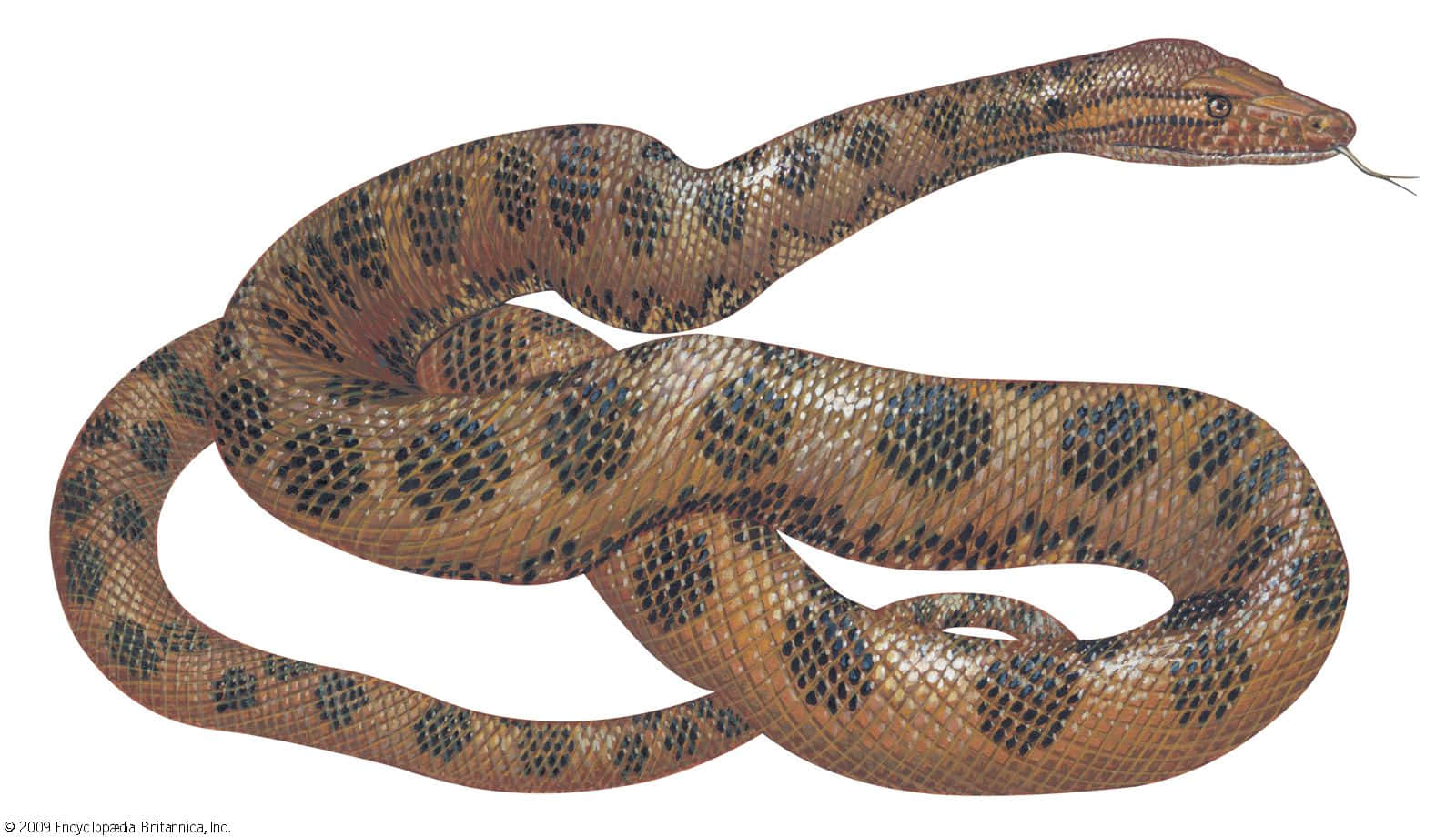 Green Anaconda Coiled Body Wallpaper